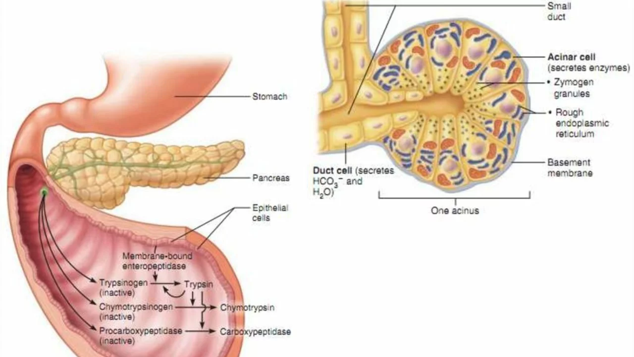 The Secret Ingredient to Optimal Digestion: Discover the Benefits of Trypsin